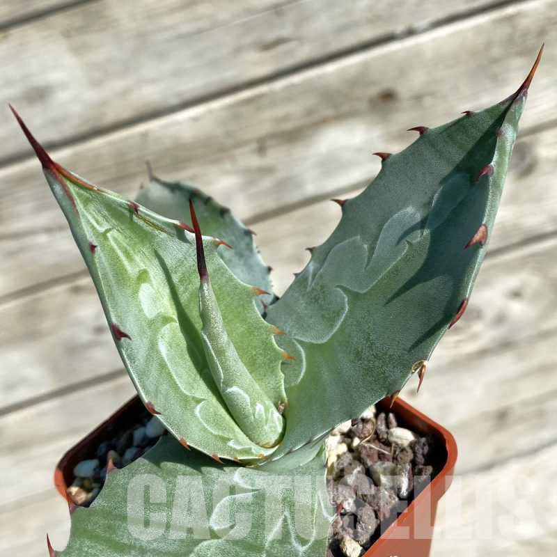 SH16021 Agave parrasana