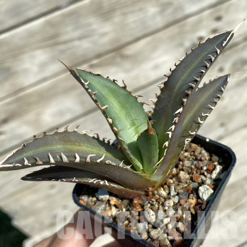 SH16025 Agave titanota „Red Catweazle“