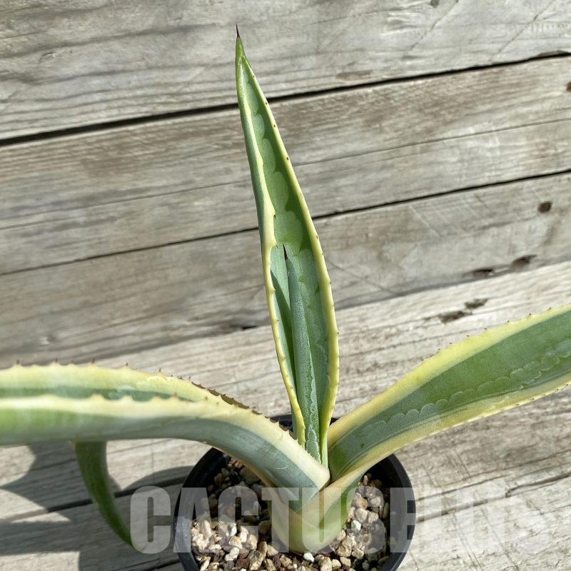 SH16030 Agave aff. americana f. variegata