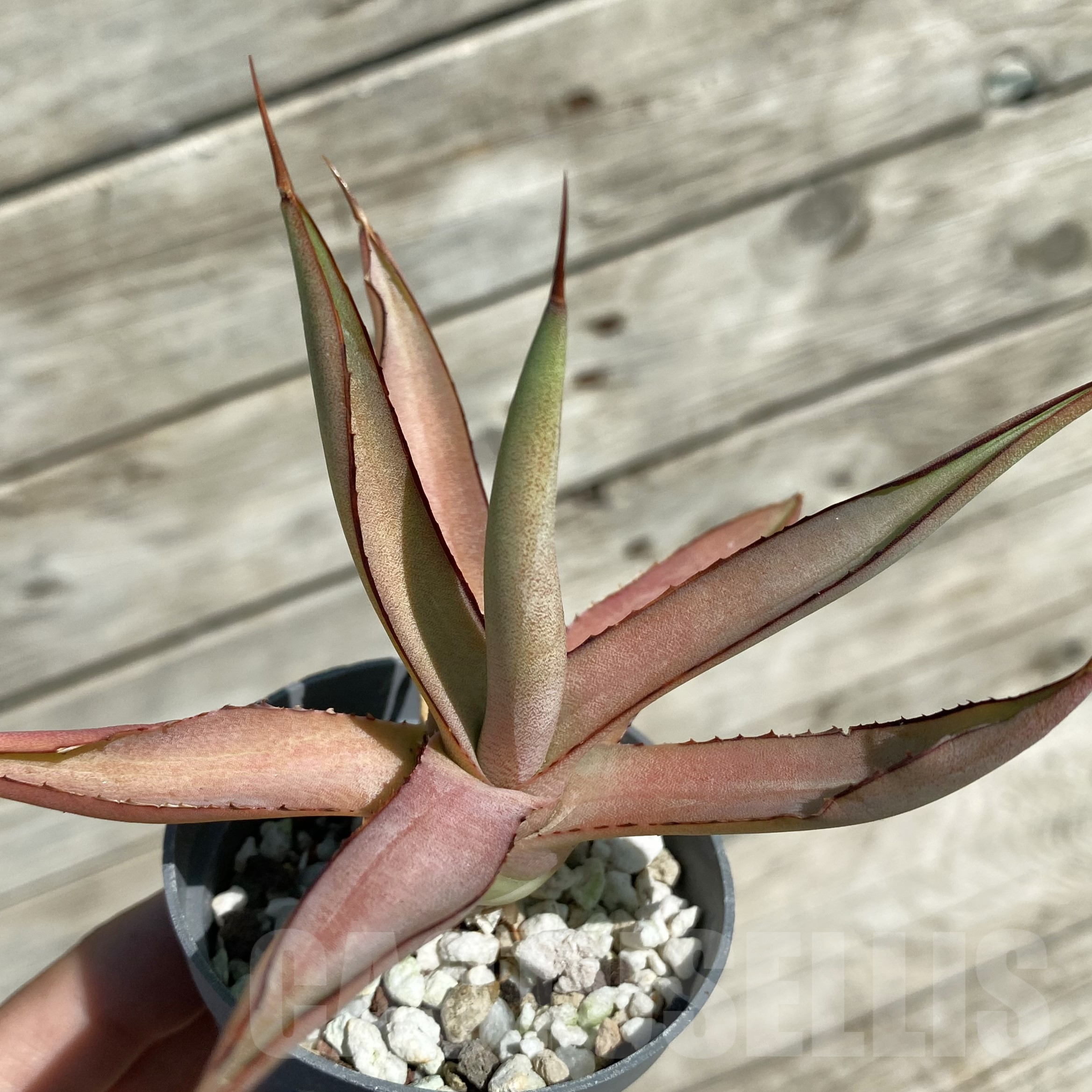 SH16032 Agave 'Burnt Burgundy'
