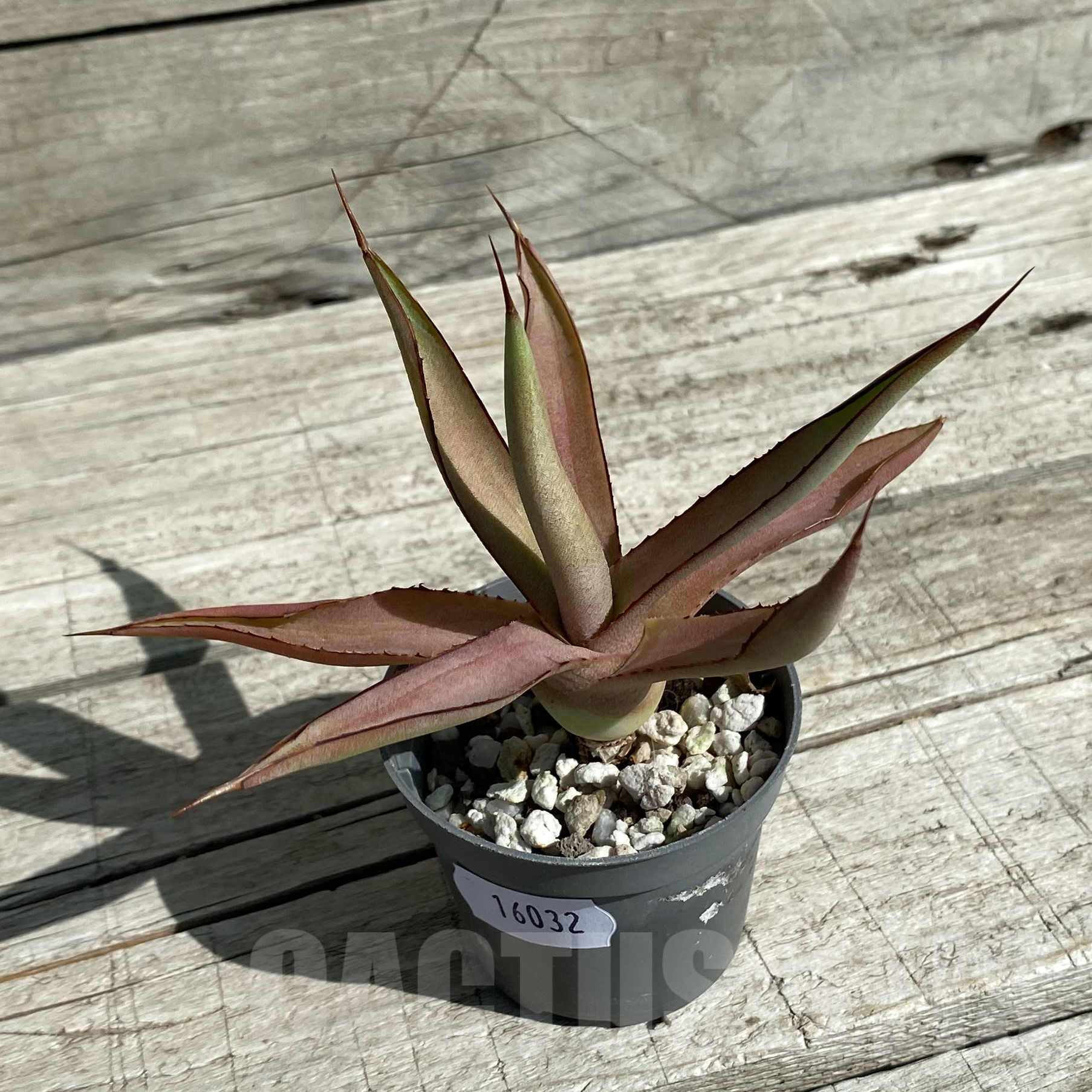 SH16032 Agave 'Burnt Burgundy' - Image 2