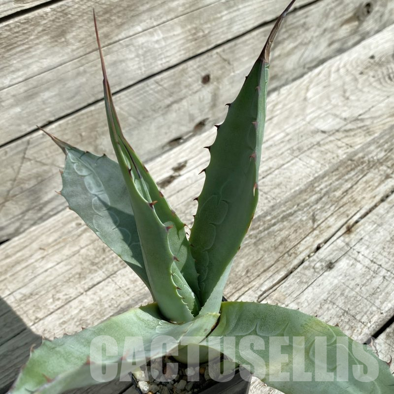 SH16034 Agave parrasana 'Triumphant'