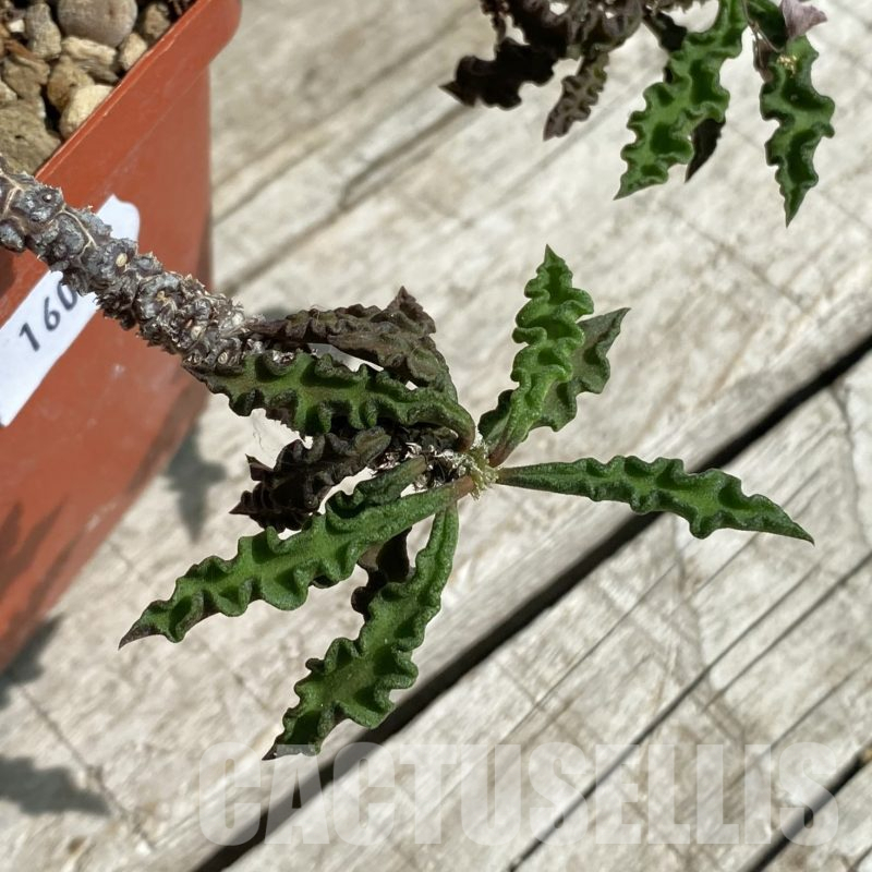 SH16035 Euphorbia decaryi v. spirosticha, old 8 years