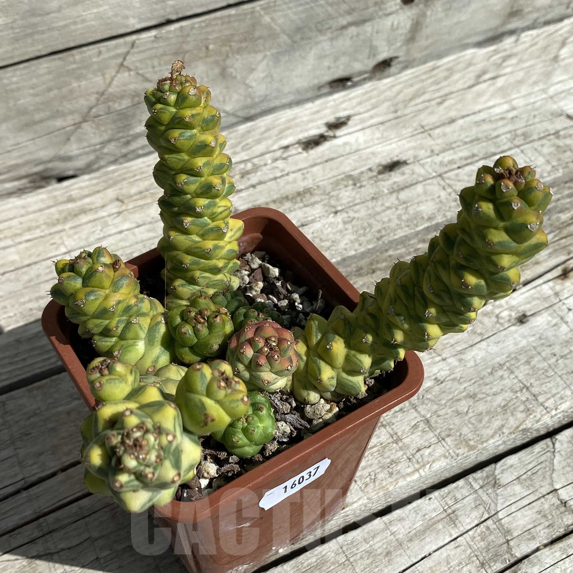 SH16037 Monadenium ritchiei f. variegata, old 7 years