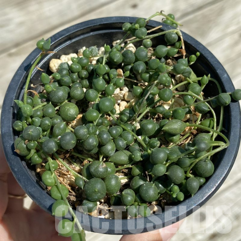 SH16038 Senecio rowleyanus