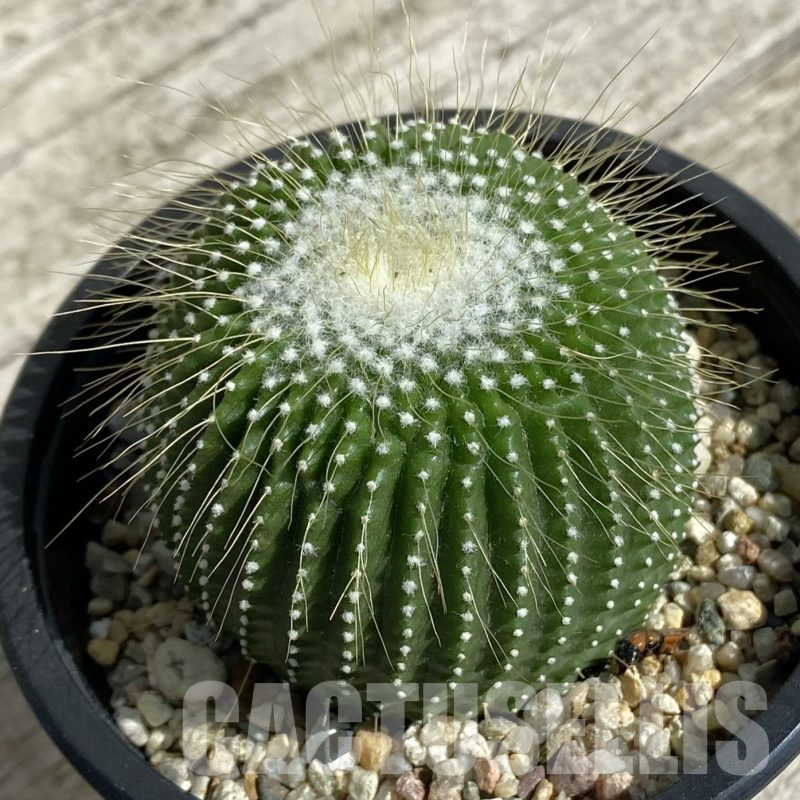 SH16039 Notocactus leninghausii ‘inermis’