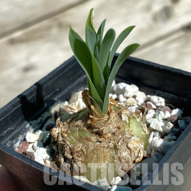 SH16040 Cyrtanthus spiralis