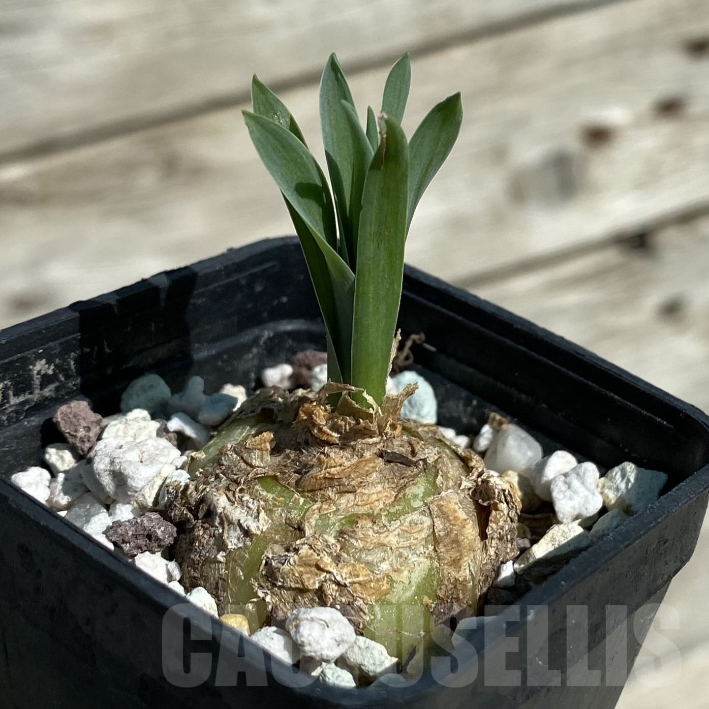 SH16040 Cyrtanthus spiralis - Image 2