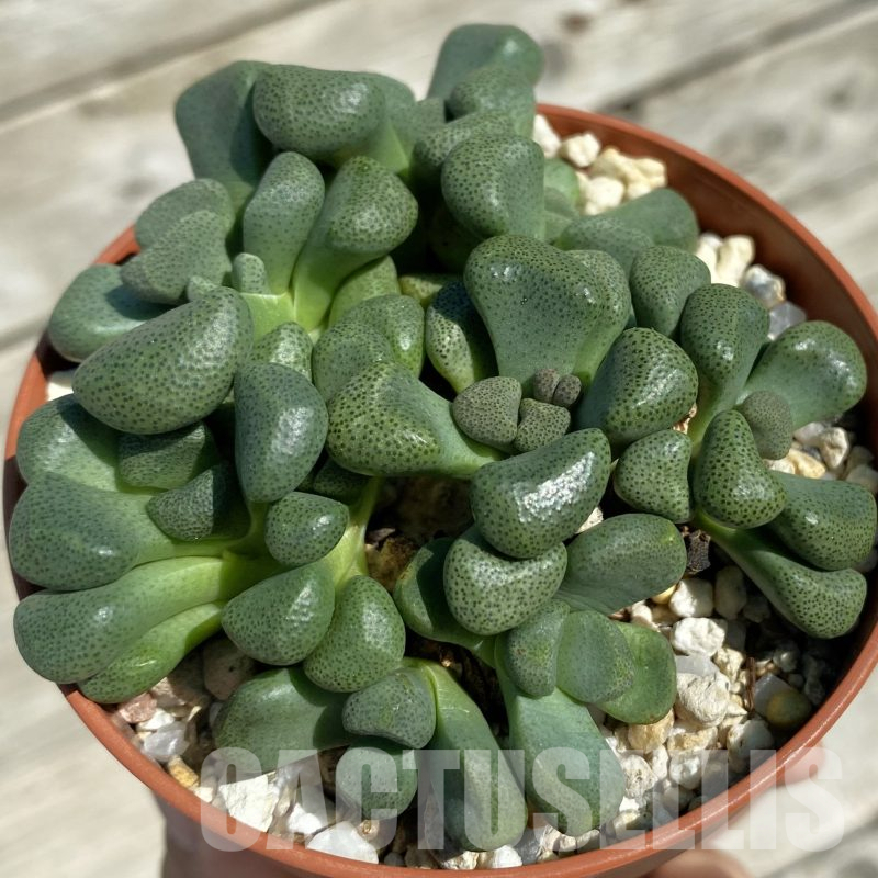 SH16041 Aloinopsis schooneesii, seedling