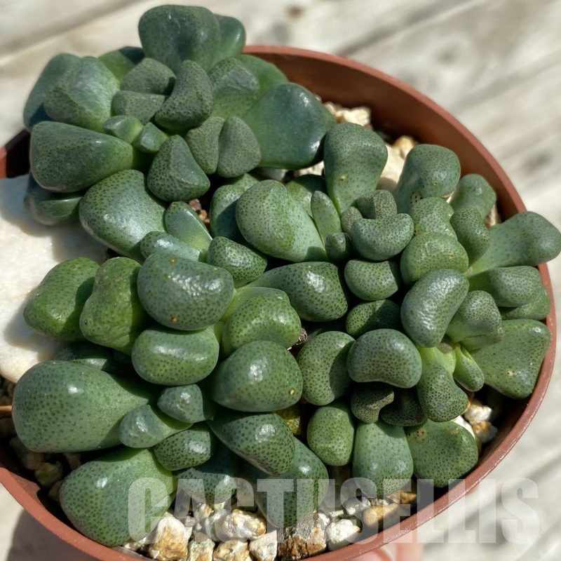 SH16042 Aloinopsis schooneesii, seedling