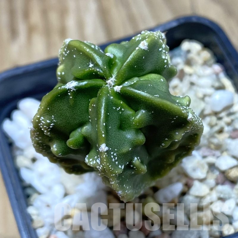 SH16195 Astrophytum myriostigma ‘Fukuryu’