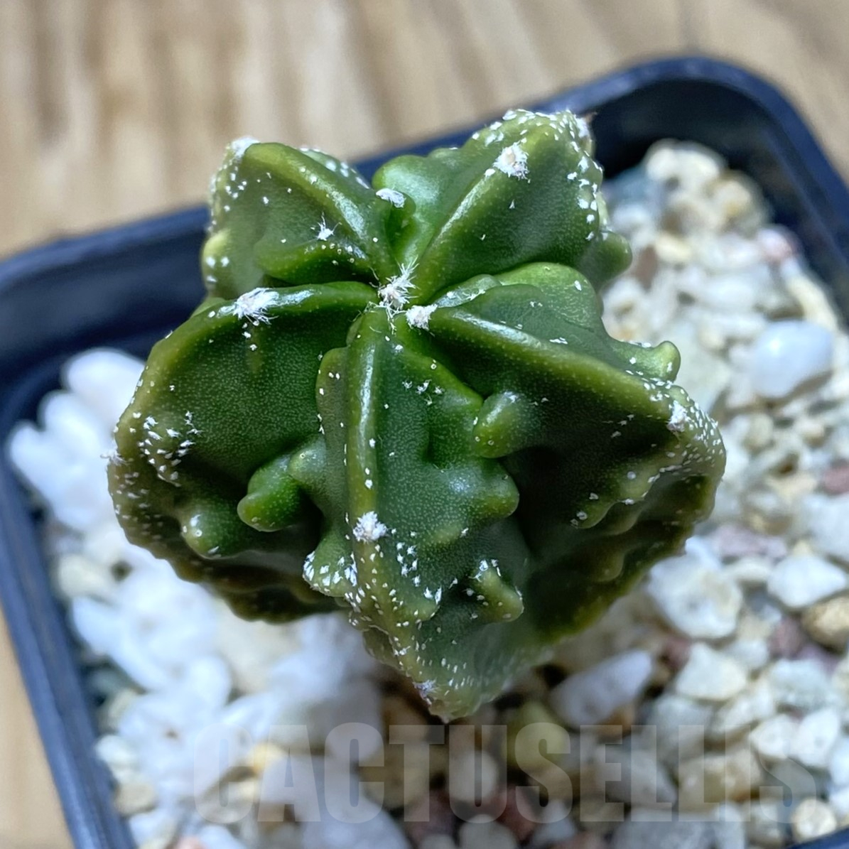 SH16195 Astrophytum myriostigma ‘Fukuryu’
