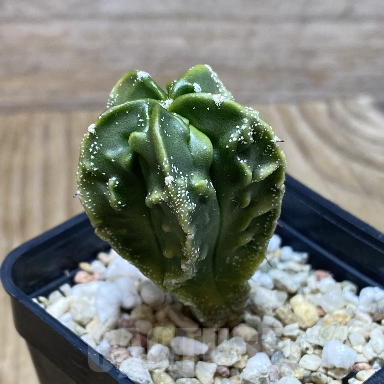 SH16195 Astrophytum myriostigma ‘Fukuryu’ - Image 2