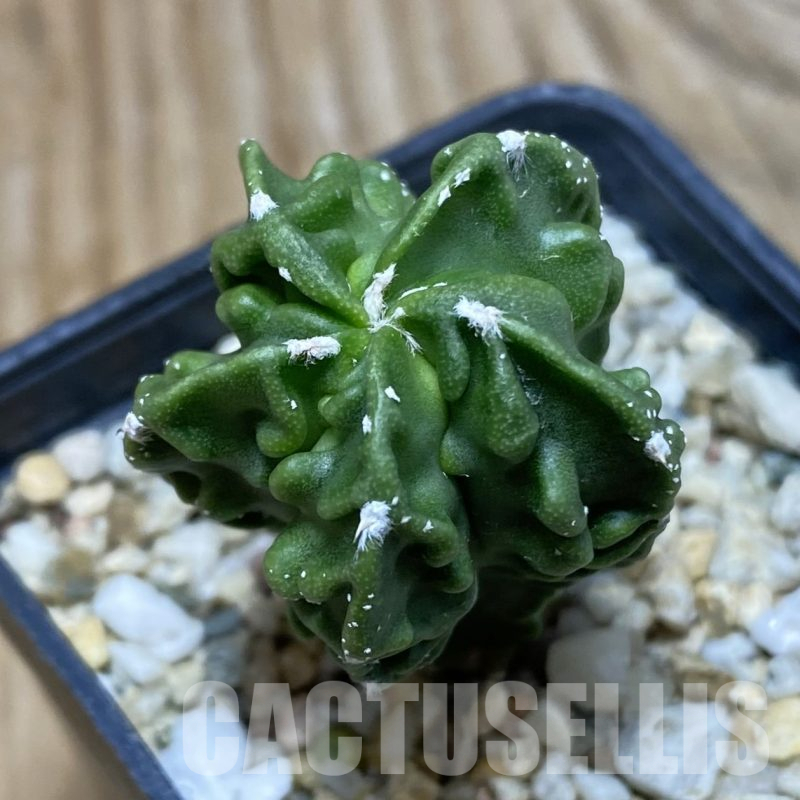 SH16196 Astrophytum myriostigma ‘Fukuryu’