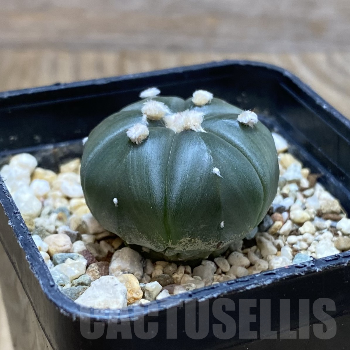 SH16197 Astrophytum asterias 6-ribs - immagine 2