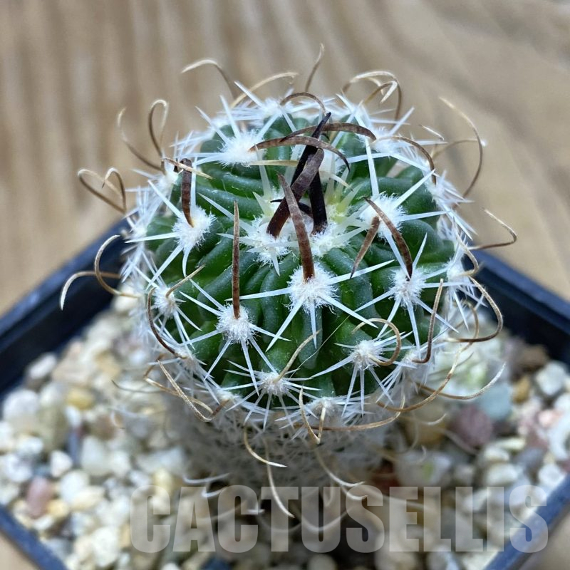 SH16202 Stenocactus phyllacanthus v. violaciflorus SB 438