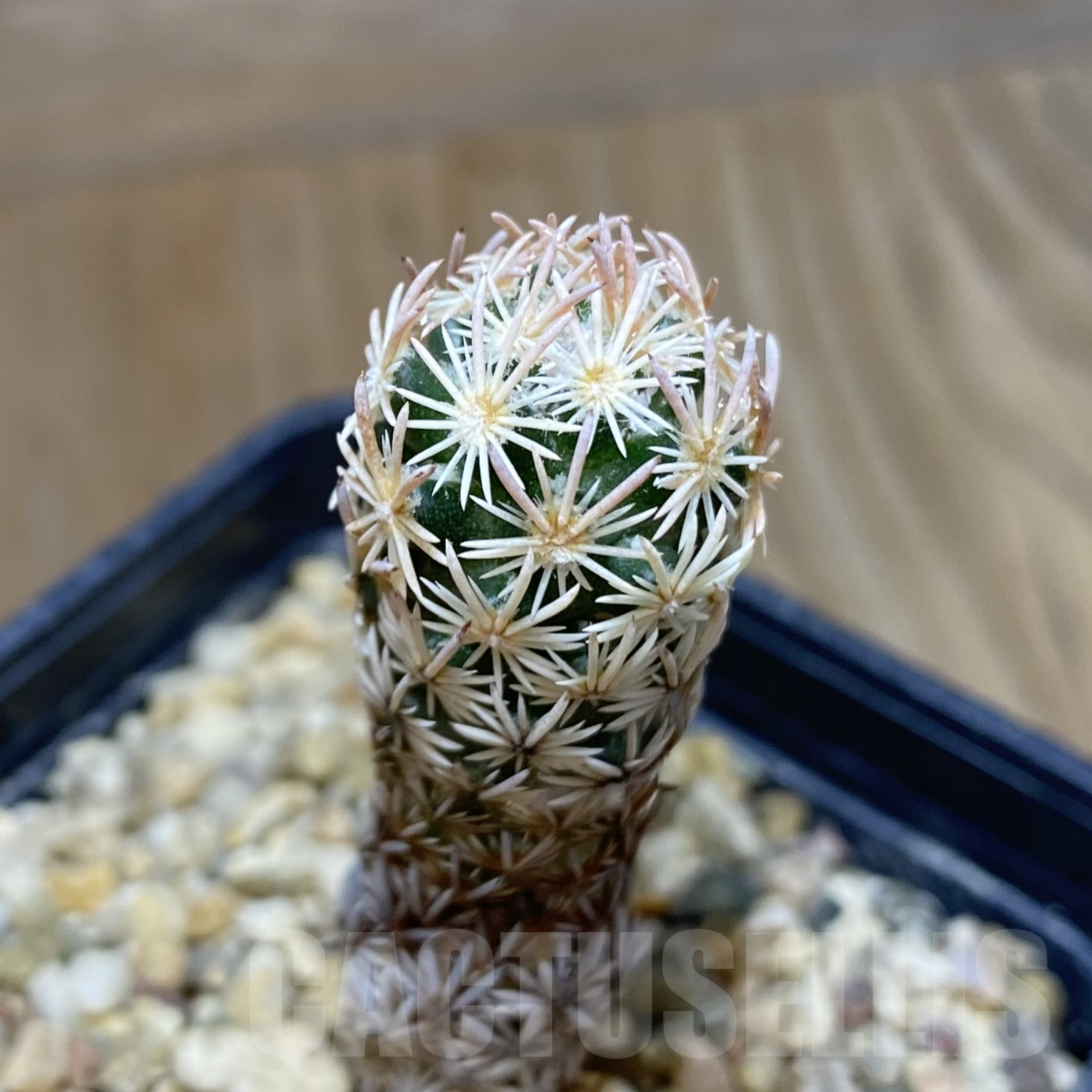 SH16205 Escobaria nellieae v. minima