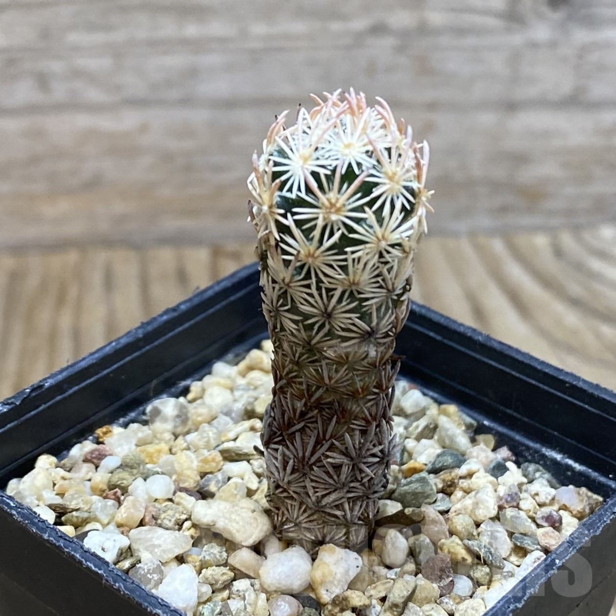 SH16205 Escobaria nellieae v. minima - Зображення 2