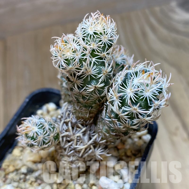 SH16206 Escobaria nellieae v. minima