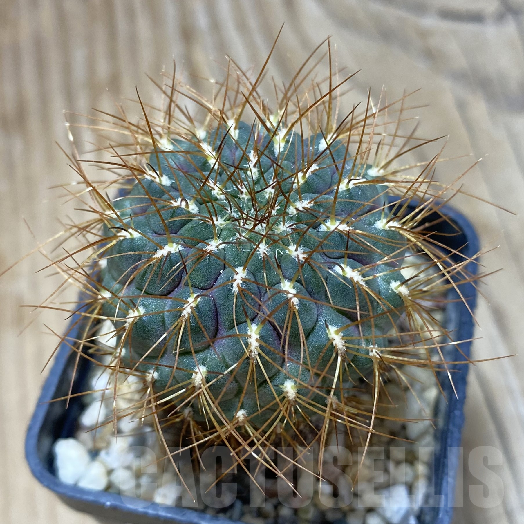 SH16207 Sulcorebutia pulchra v. longispina