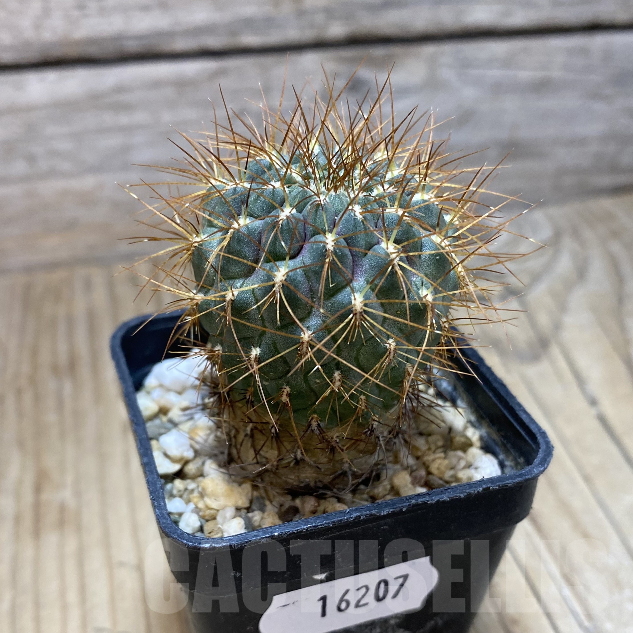 SH16207 Sulcorebutia pulchra v. longispina - Зображення 2