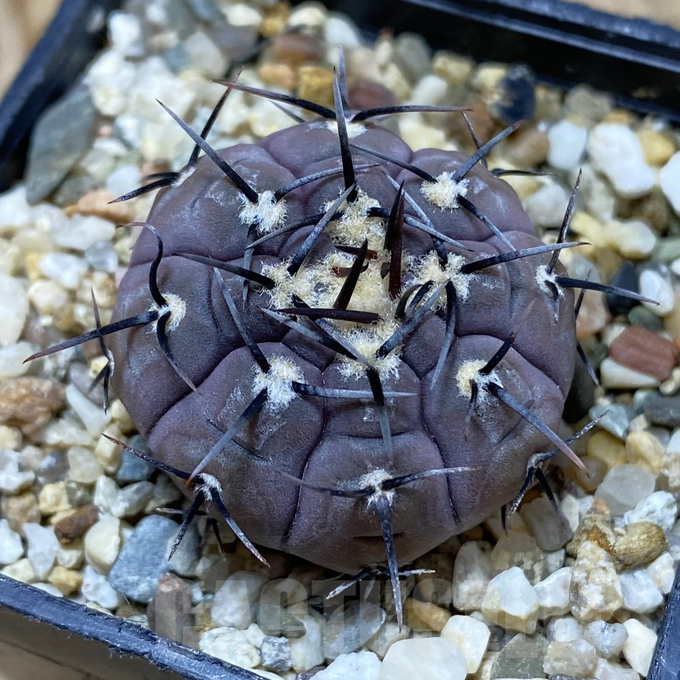 SH16208 Gymnocalycium esperanzae VG 1306