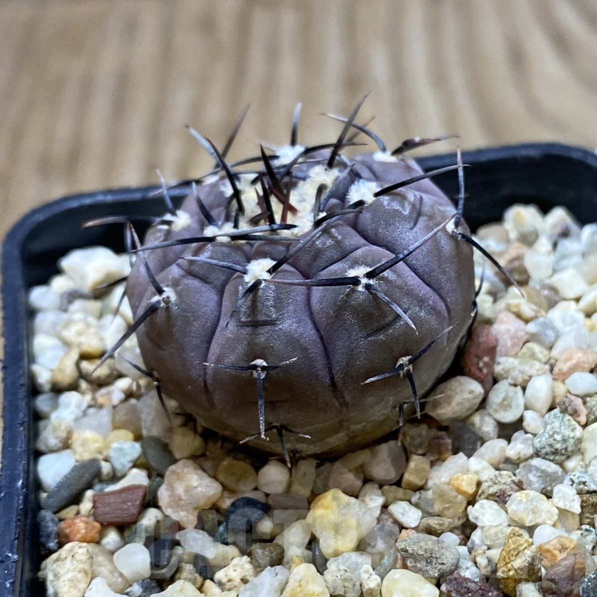 SH16208 Gymnocalycium esperanzae VG 1306 - Image 2