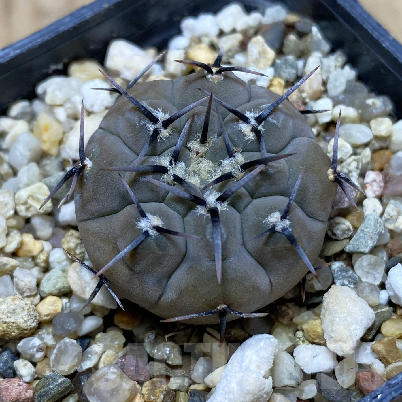 SH16209 Gymnocalycium esperanzae VG 1306