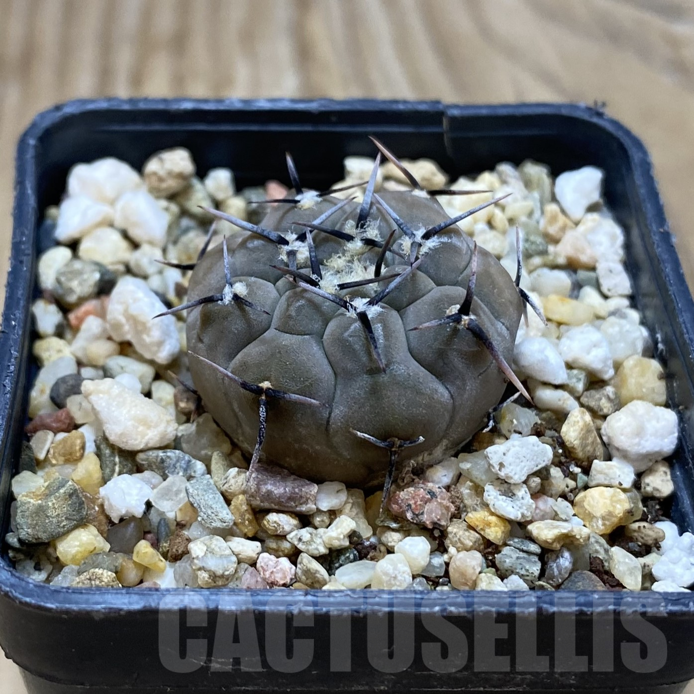 SH16209 Gymnocalycium esperanzae VG 1306 - Image 2
