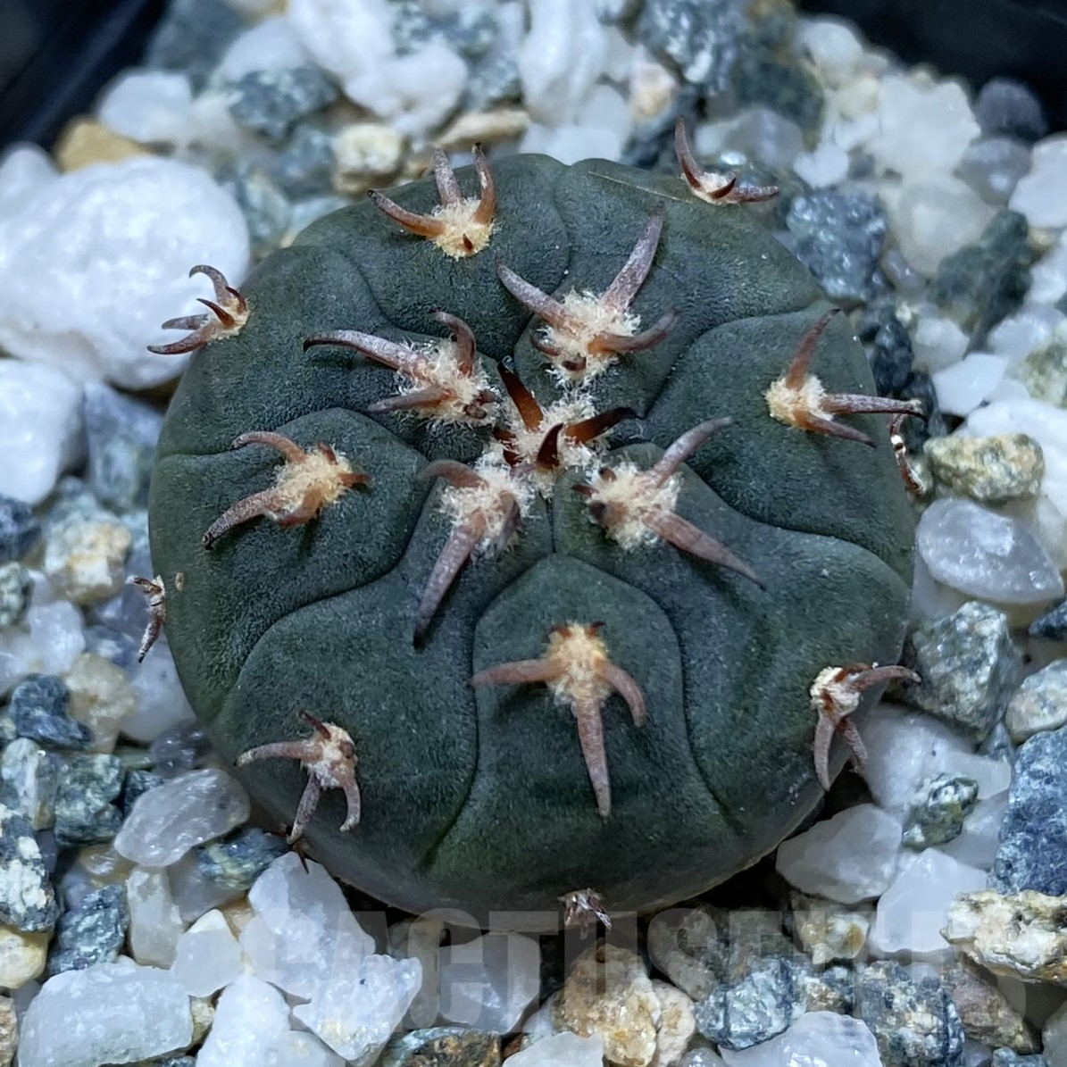 SH16210 Gymnocalycium spegazzinii v. unguispinum SL 443