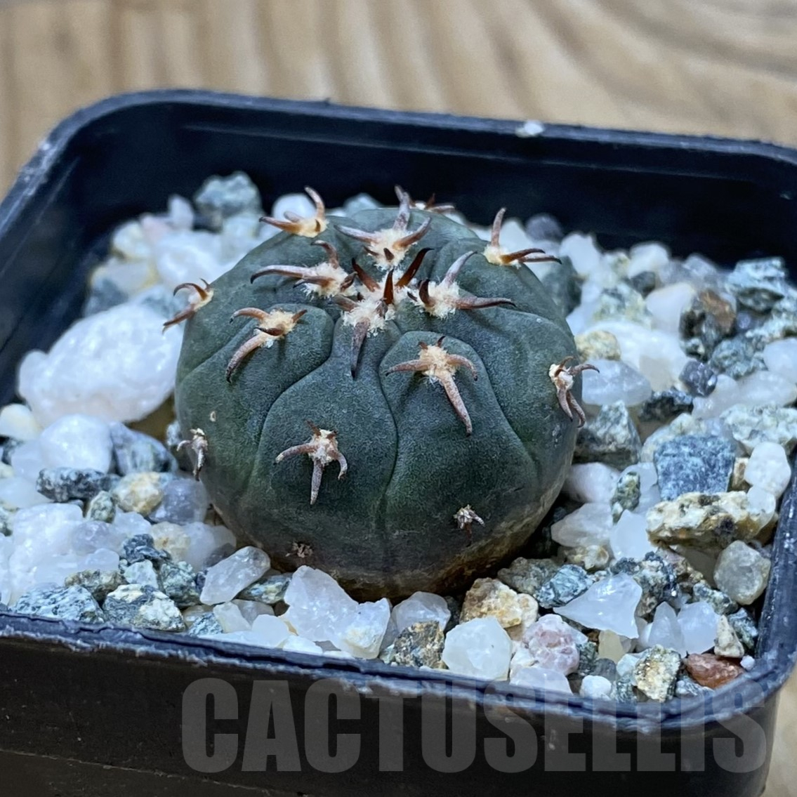 SH16210 Gymnocalycium spegazzinii v. unguispinum SL 443 - 画像 (2)