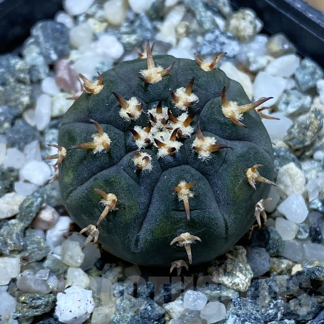 SH16211 Gymnocalycium spegazzinii v. unguispinum SL 443