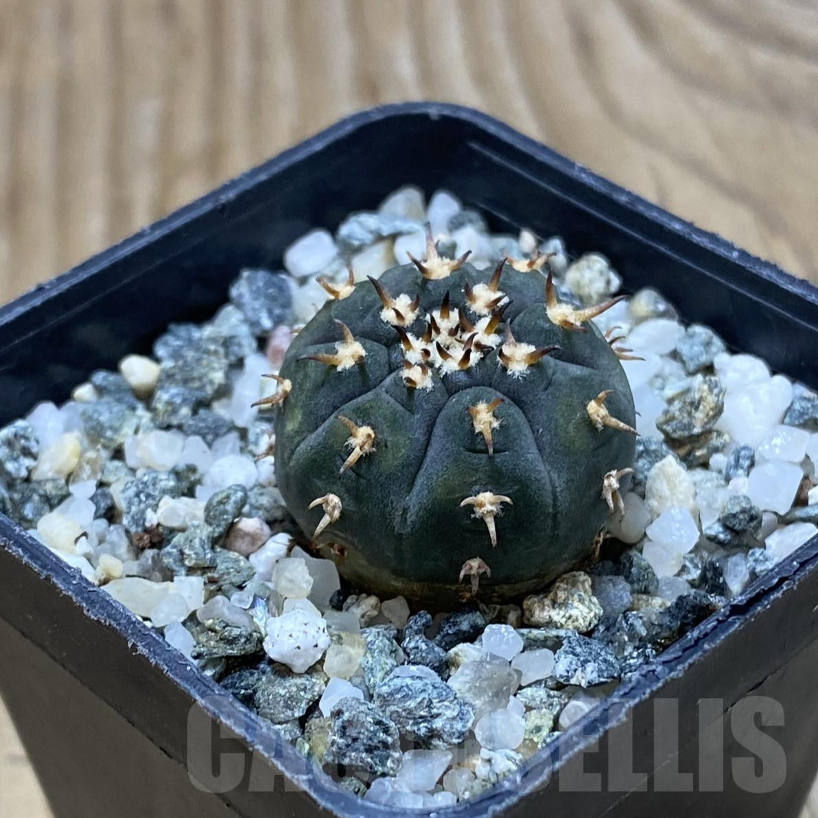 SH16211 Gymnocalycium spegazzinii v. unguispinum SL 443 - 画像 (2)