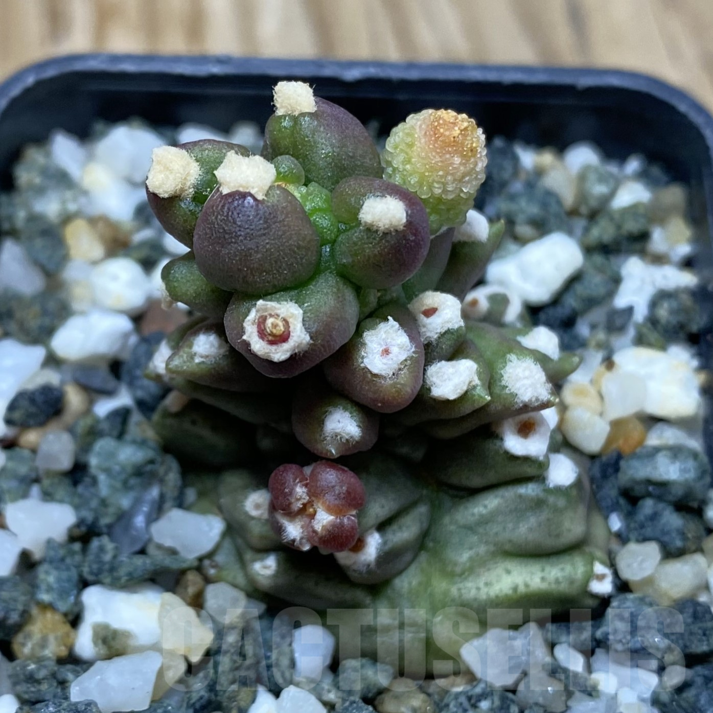 SH16214 Gymnocalycium mihanovichii ‘Transformer’