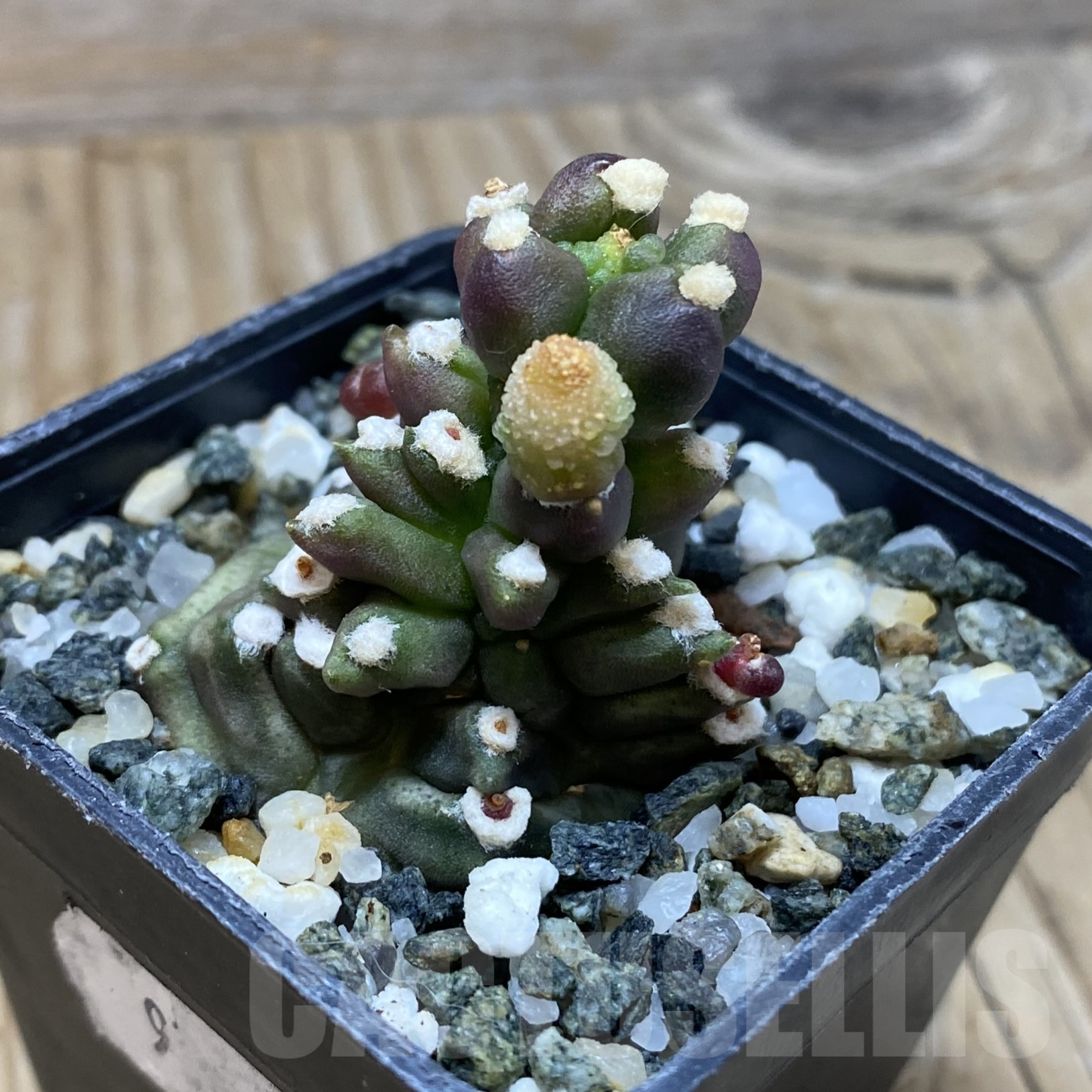 SH16214 Gymnocalycium mihanovichii ‘Transformer’ - Image 2