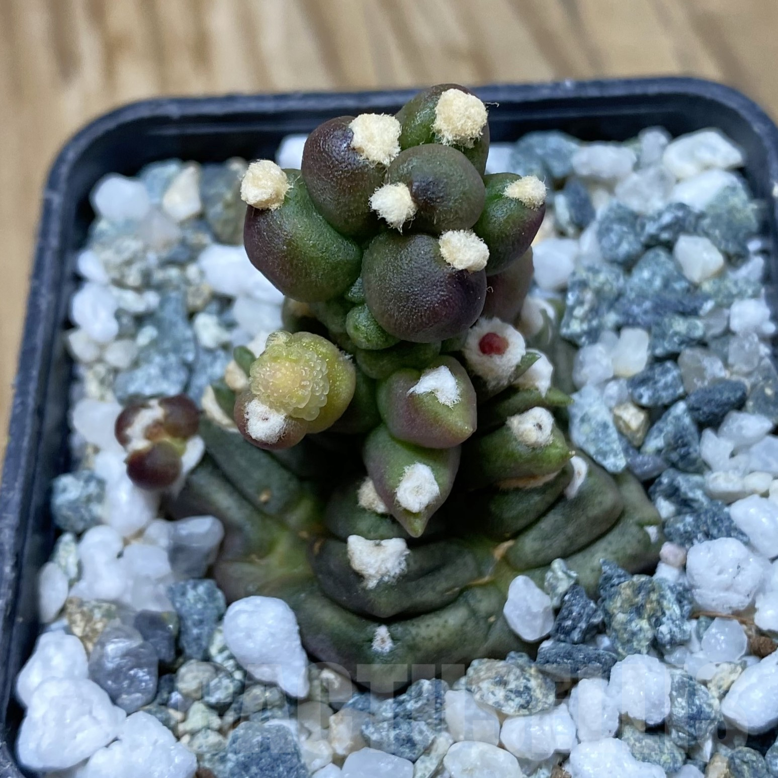 SH16215 Gymnocalycium mihanovichii ‘Transformer’