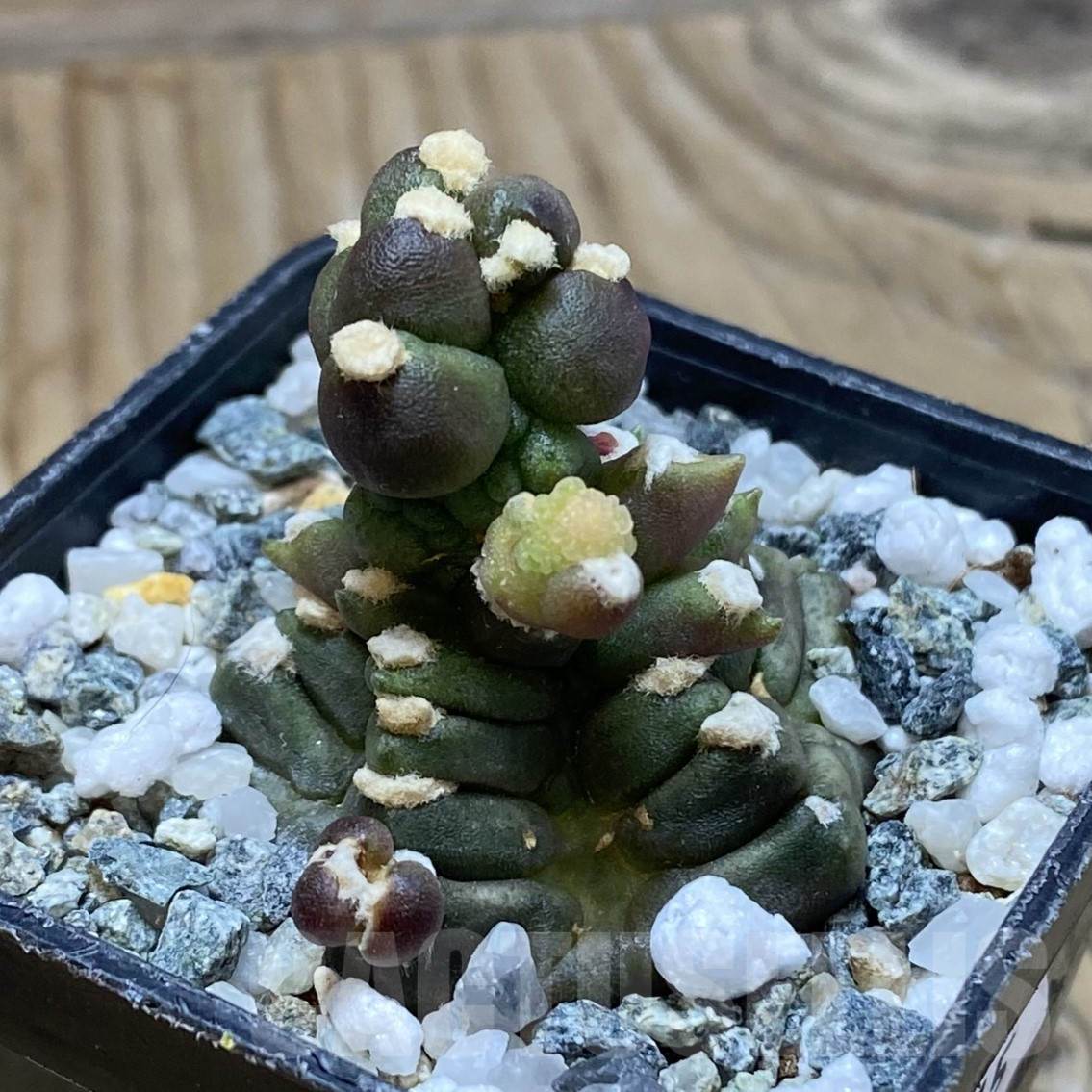 SH16215 Gymnocalycium mihanovichii ‘Transformer’ - immagine 2
