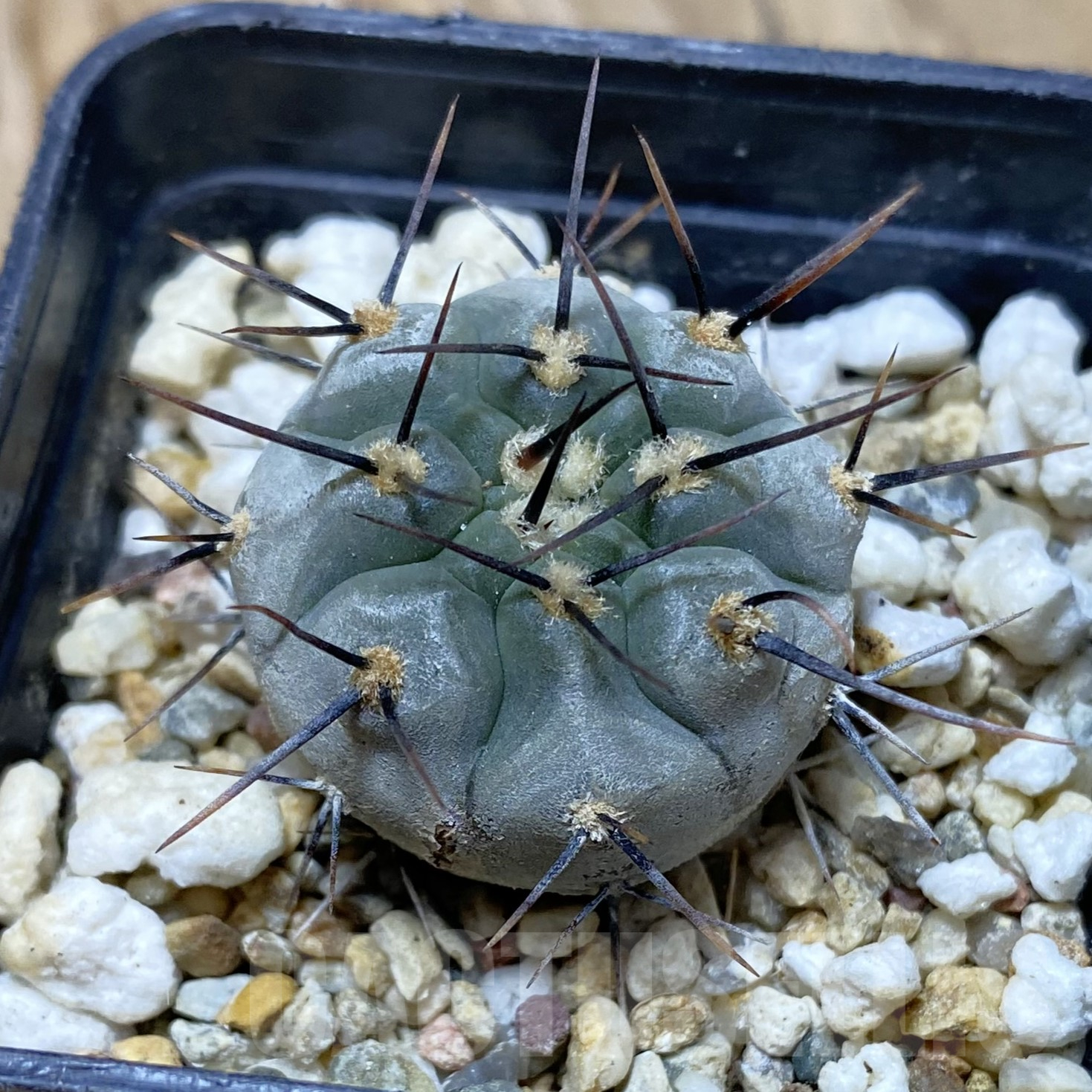 SH16216 Gymnocalycium esperanzae