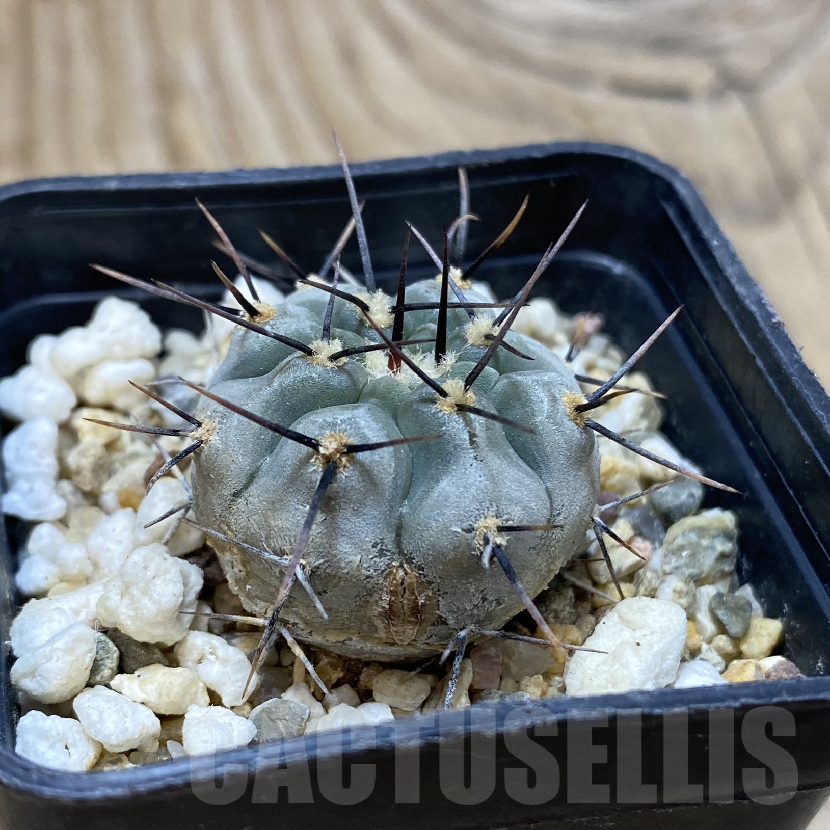 SH16216 Gymnocalycium esperanzae - Obrázek 2