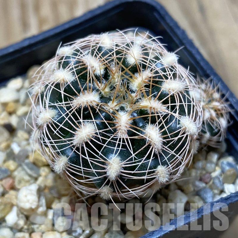 SH16218 Gymnocalycium bruchii v. melojeri VG 272