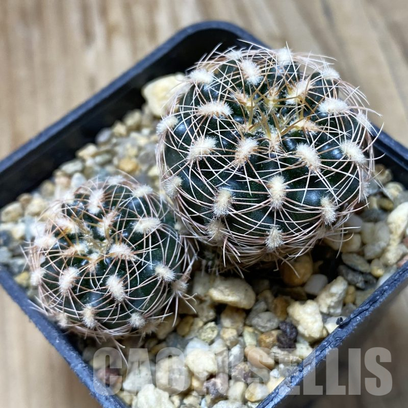 SH16219 Gymnocalycium bruchii v. melojeri VG 272, 2 plants