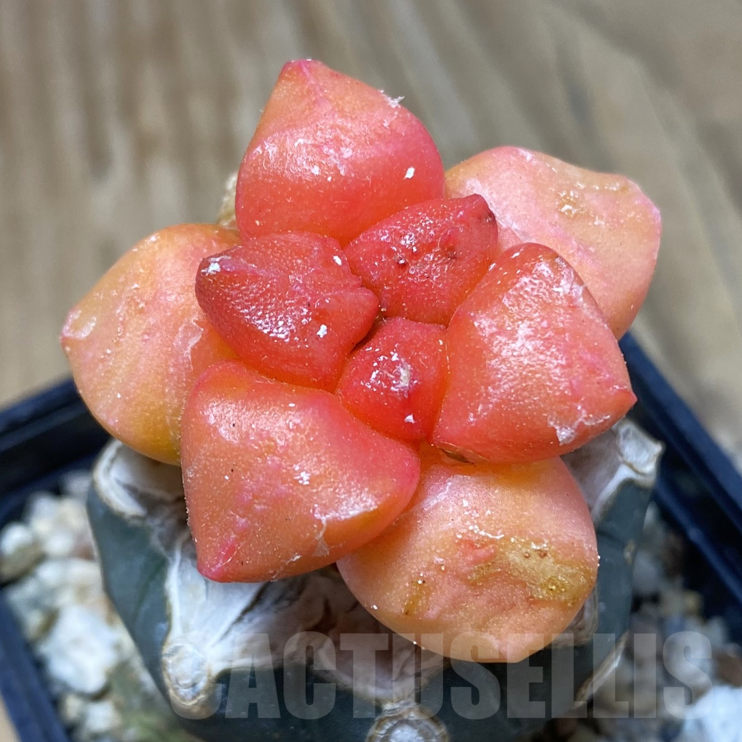 SH16220 Ariocarpus lloydii f. variegata, grafted