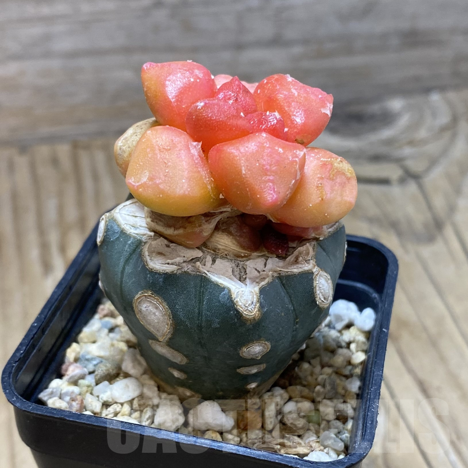 SH16220 Ariocarpus lloydii f. variegata, grafted - Image 2