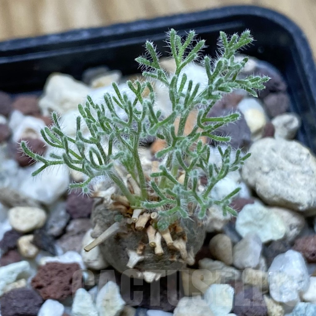 SH16223 Sarcocaulon peniculinum