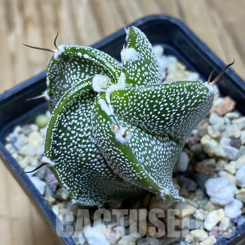 SH16225 Astrophytum myriostigma x ornatum