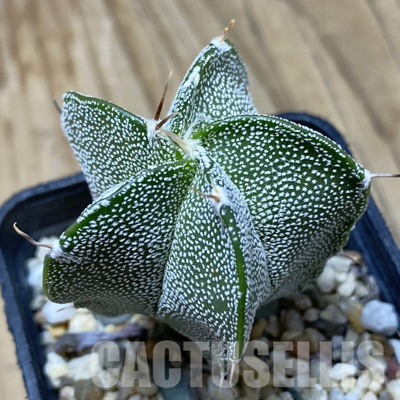 SH16226 Astrophytum myriostigma x ornatum