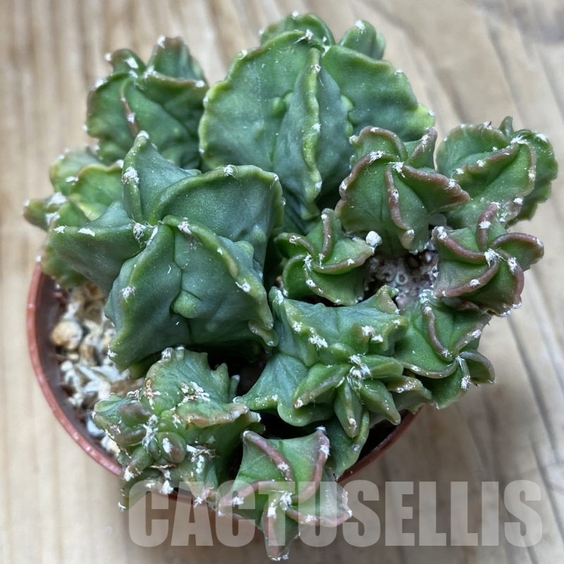 SH16227 Astrophytum myriostigma ‘Fukuryu’ f. nudum