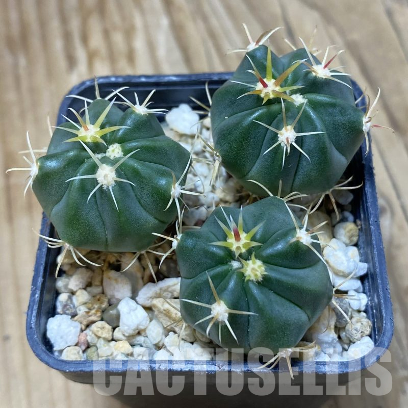 SH16228 Ferocactus latispinus, 3 plants