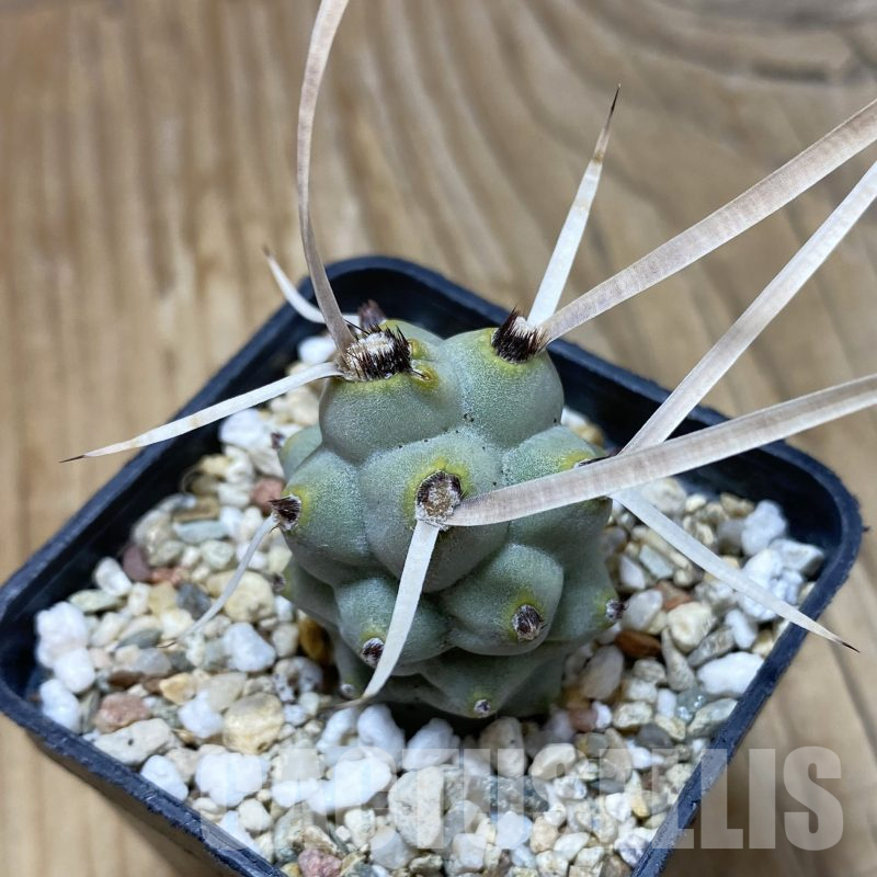 SH16232 Tephrocactus articulatus v. papyracanthus