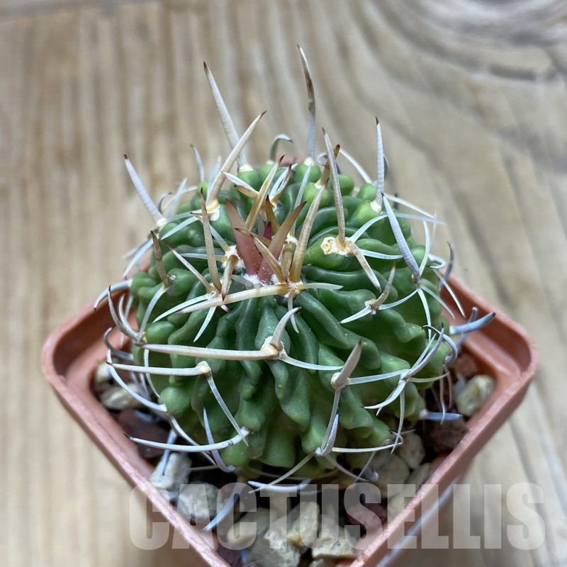 SH16233 Echinofossulocactus lamellosus